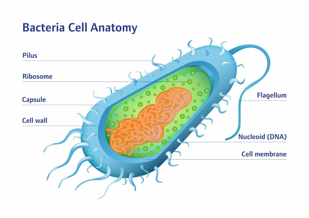 Differences between viruses and bacteria I SANITIZED AG